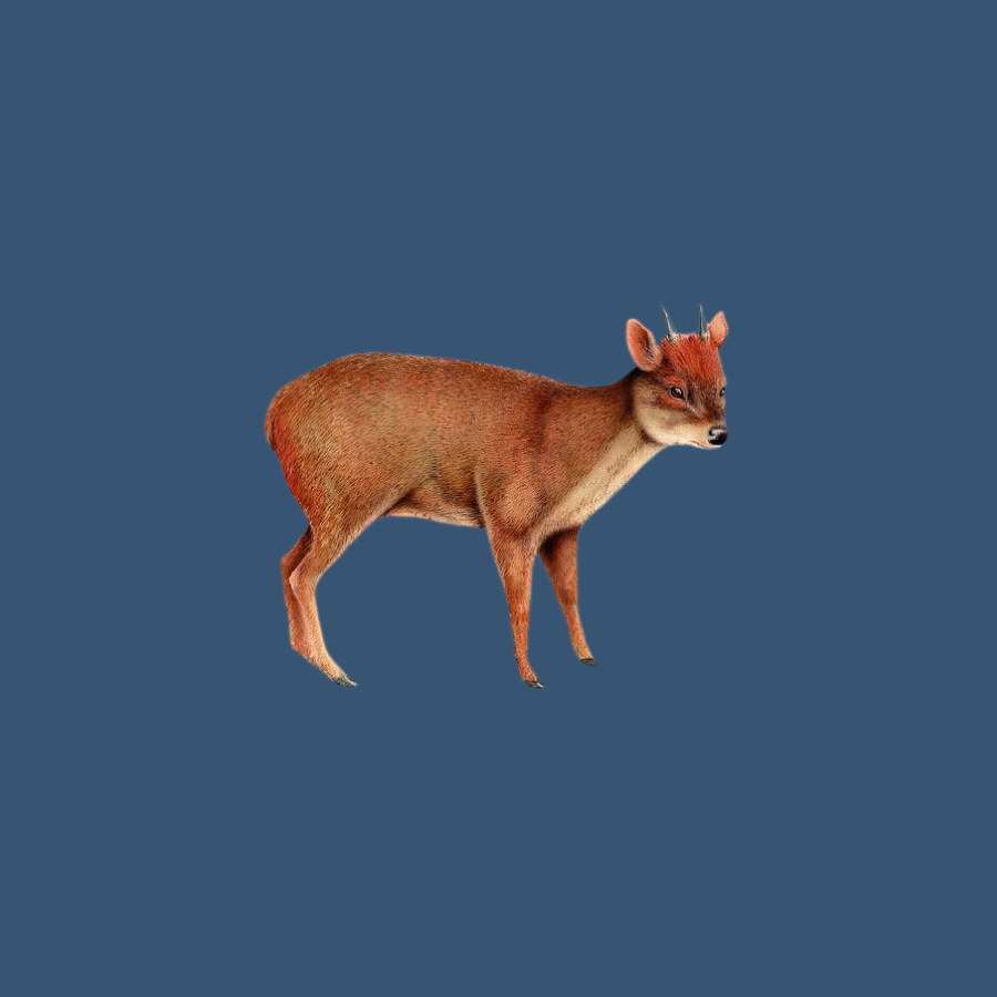 pudú mamífero