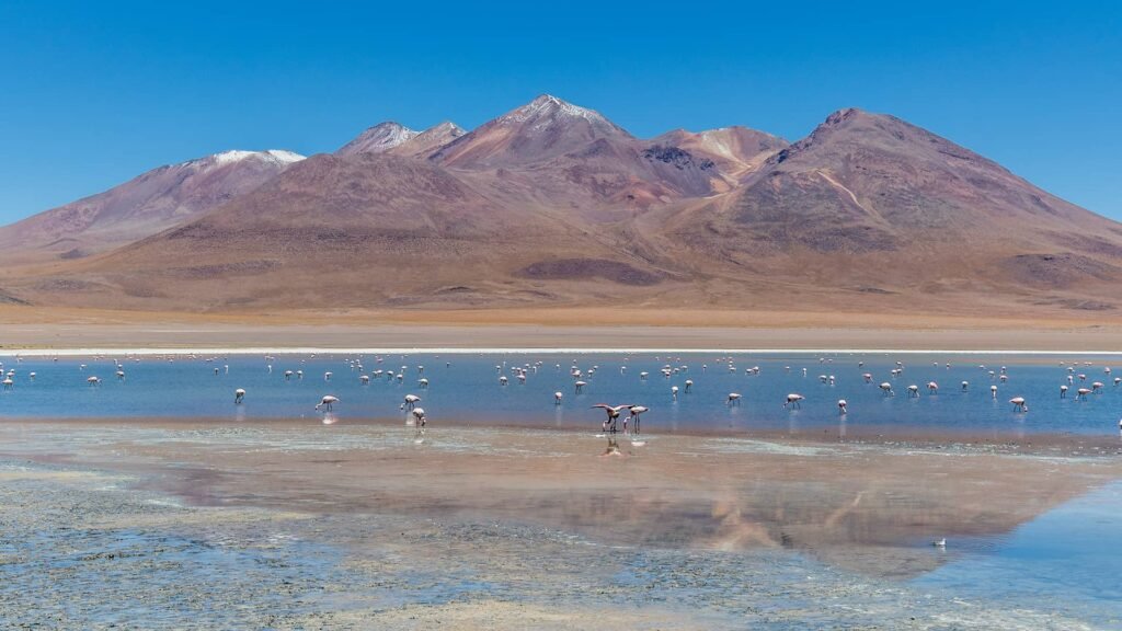 reserva nacional los flamencos