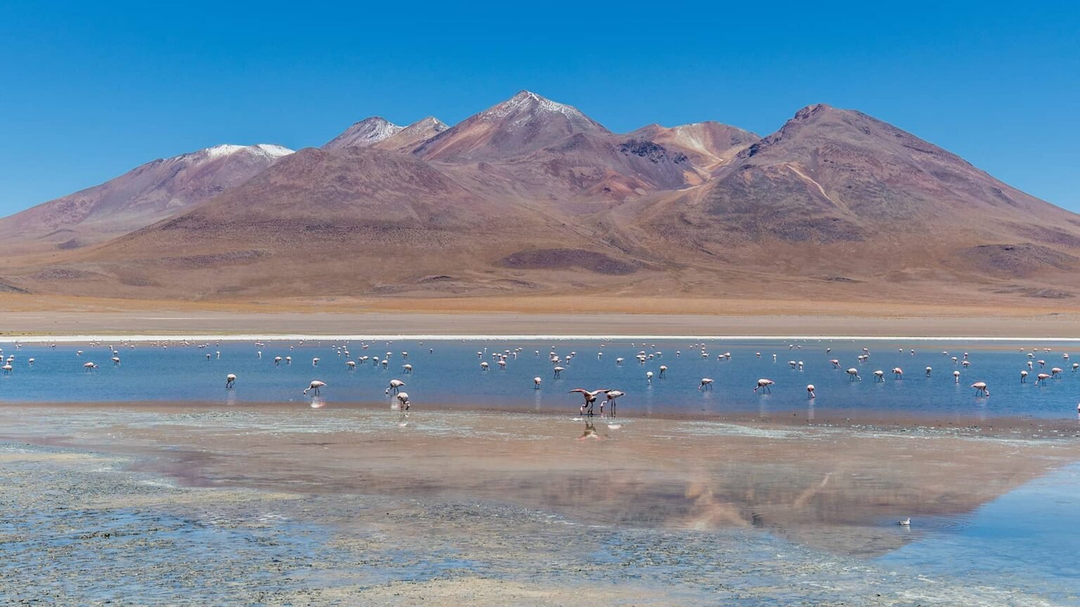 Reserva Nacional Los Flamencos - Chile