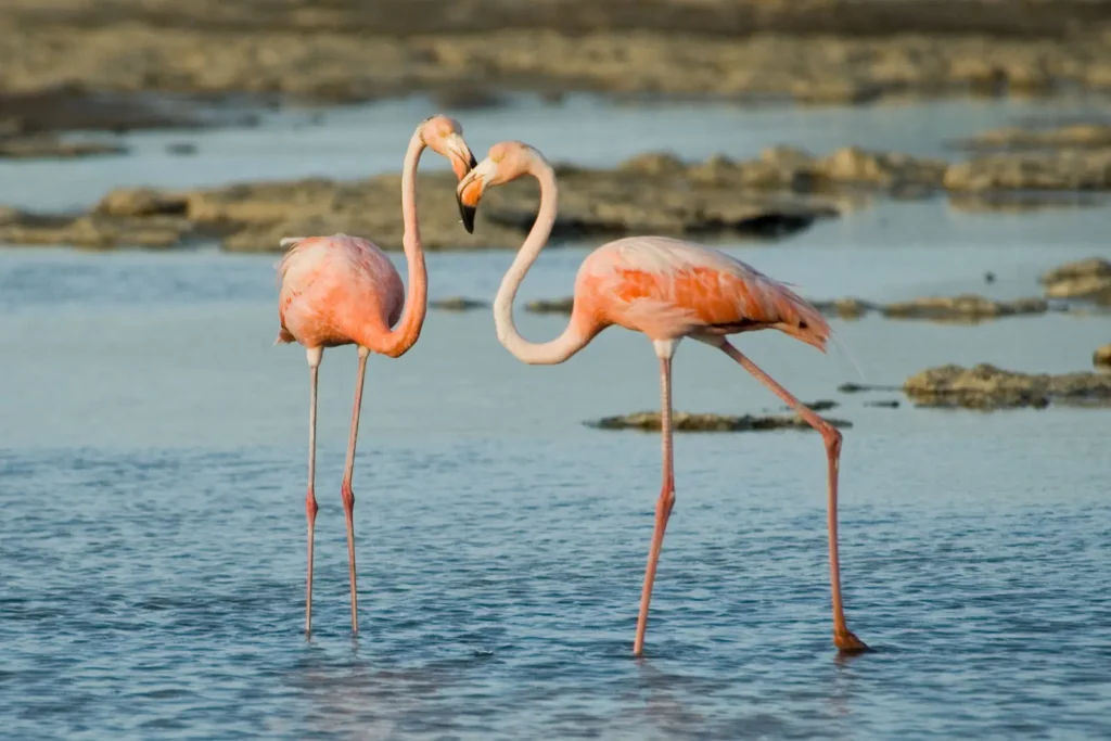Reserva Nacional Los Flamencos
